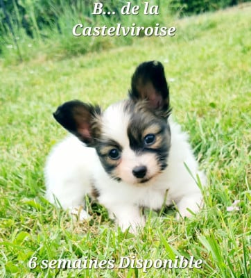 Les chiots de Epagneul nain Continental (Papillon)