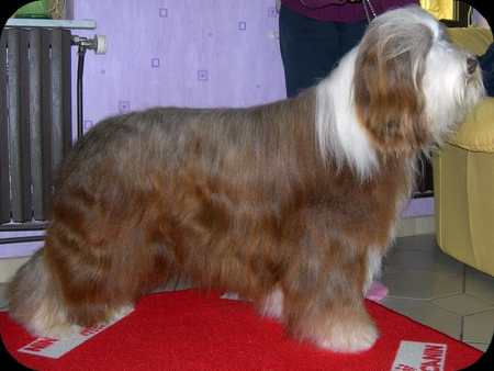 Publication : Dream From Highland's