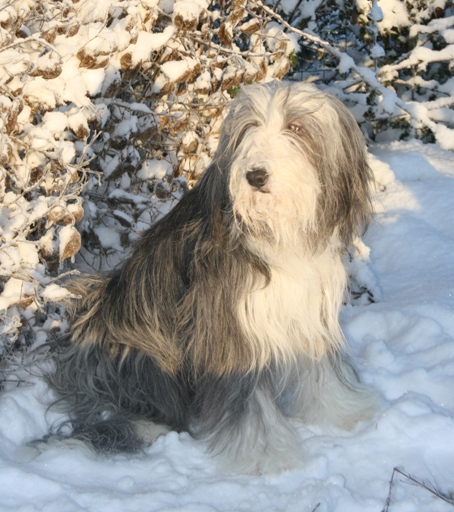 Publication : Dream From Highland's