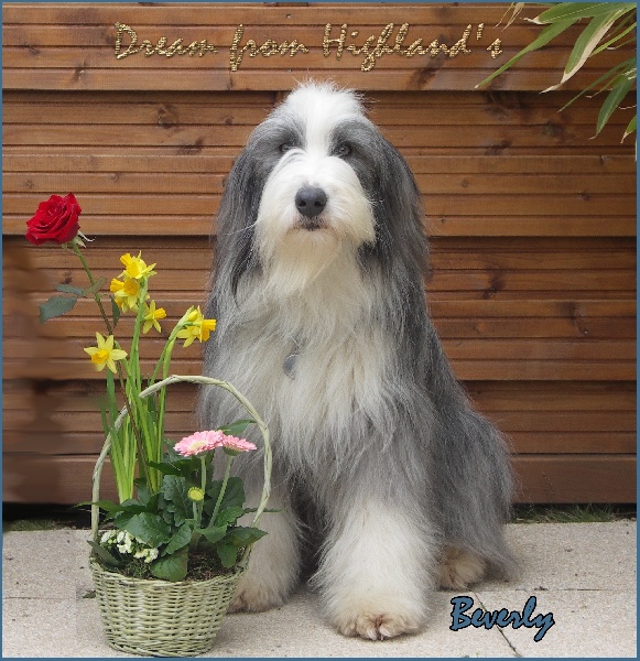 Publication : Dream From Highland's