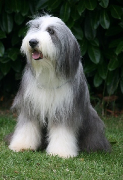 Publication : Dream From Highland's