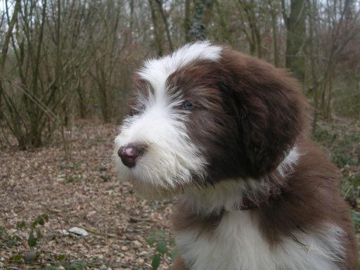 Publication : Dream From Highland's