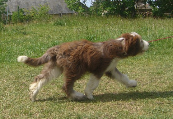 Publication : Dream From Highland's