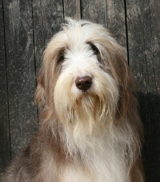 Publication : Dream From Highland's