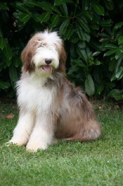 Publication : Dream From Highland's