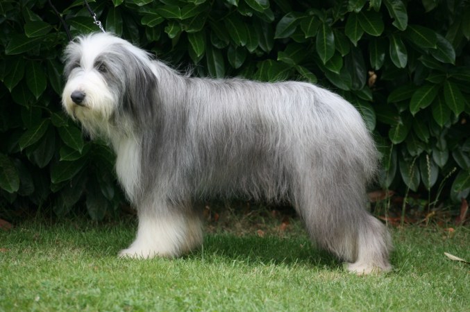 Publication : Dream From Highland's