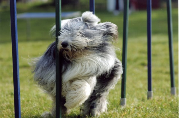 Publication : Dream From Highland's