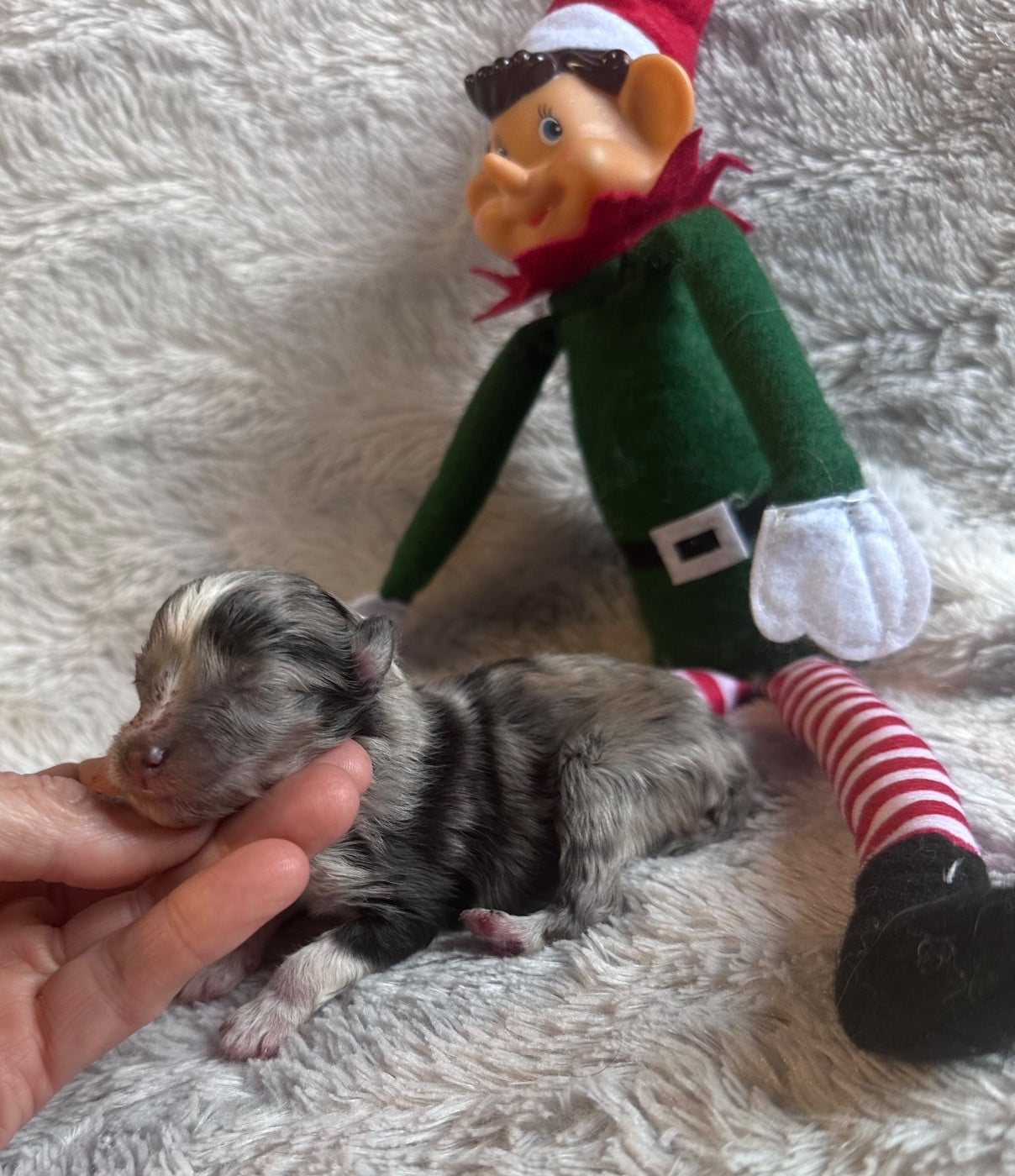 CHIOT 2 - Shetland Sheepdog