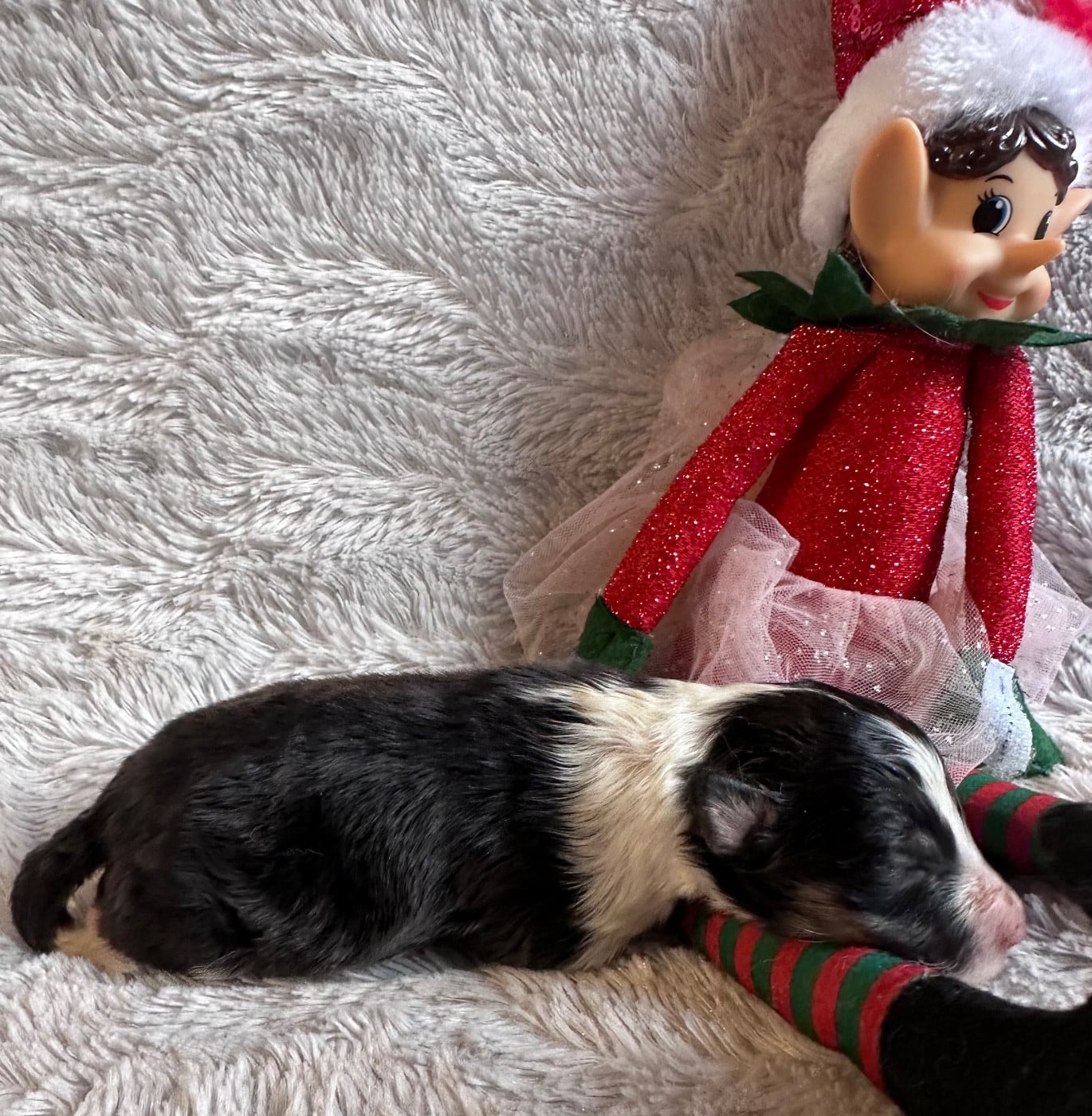 CHIOT 1 - Shetland Sheepdog