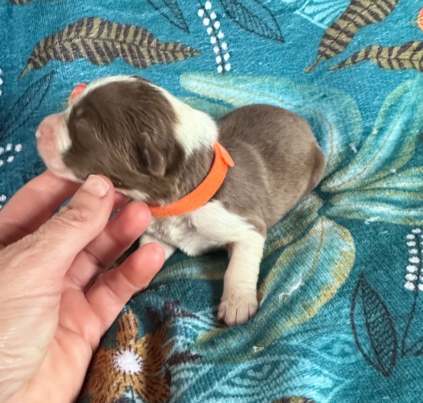 Femelle marron ( collier orange)