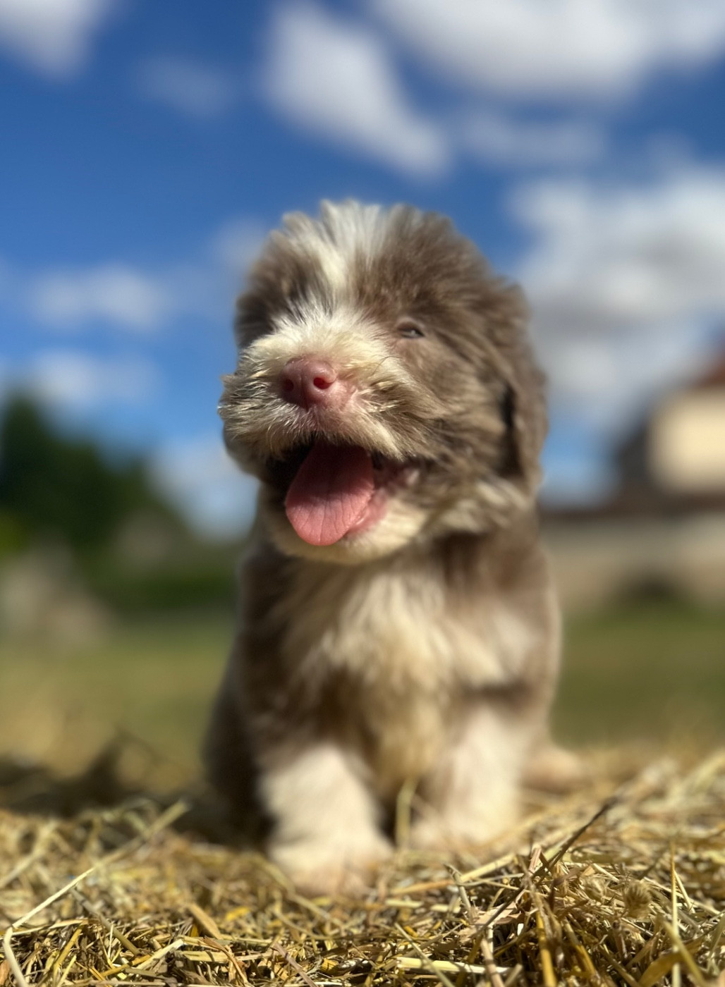 Bihan Mâle beige ( collier rouge) - Bearded Collie