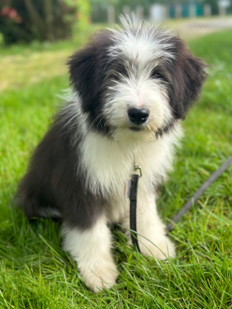 Vitalis mâle noir et blanc ( collier bleu )