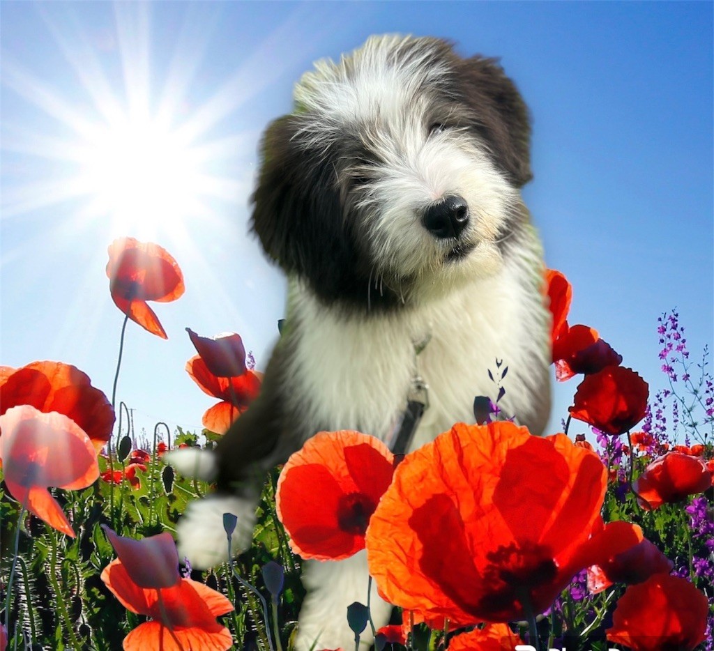 Vitalis mâle noir et blanc ( collier bleu )