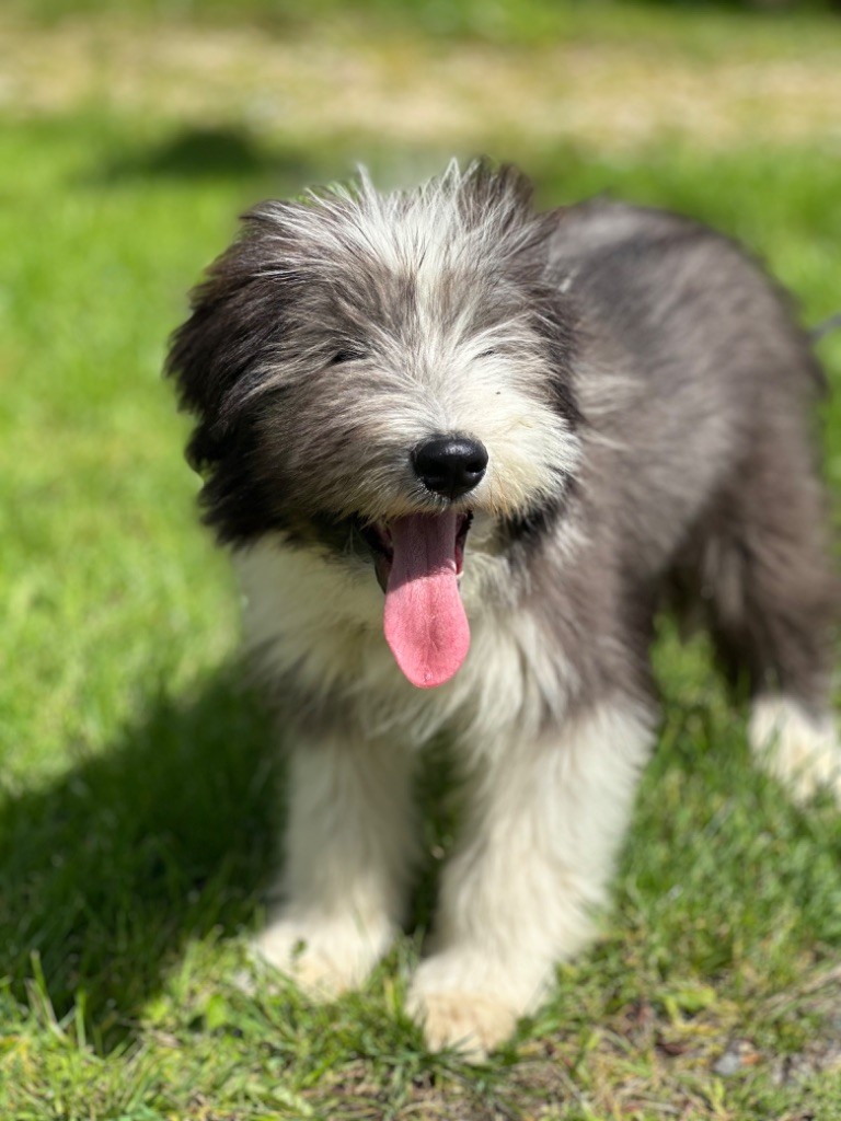 Valjean mâle noir et blanc collier jaune orange