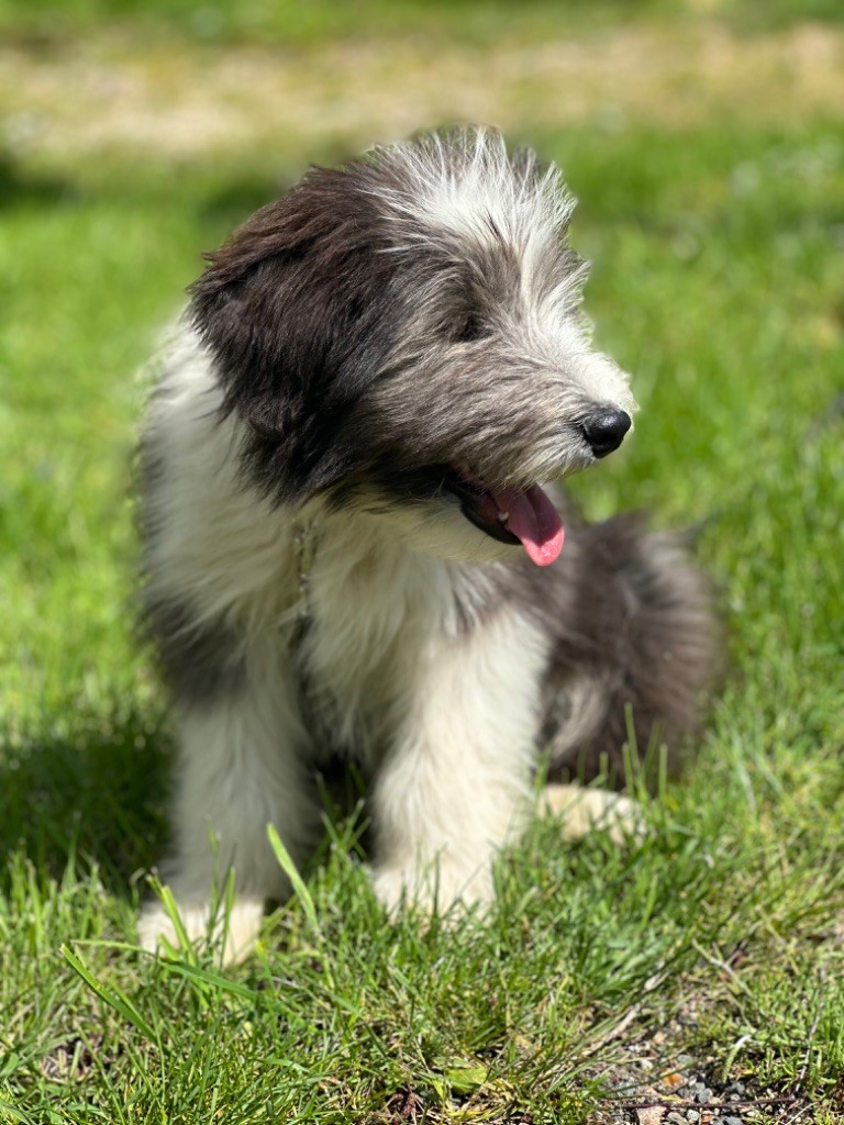 Valjean mâle noir et blanc collier jaune orange