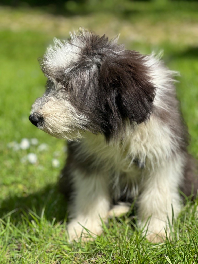Valjean mâle noir et blanc collier jaune orange
