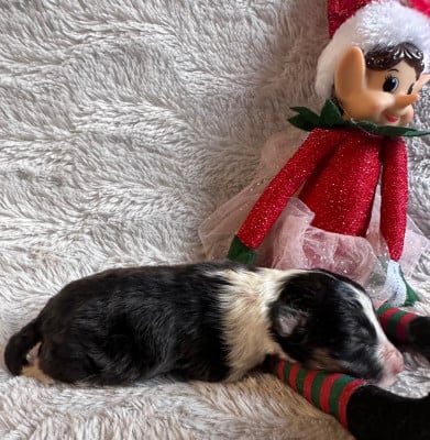 Les chiots de Shetland Sheepdog