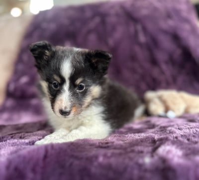 Les chiots de Shetland Sheepdog