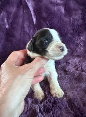 Les chiots de Bearded Collie