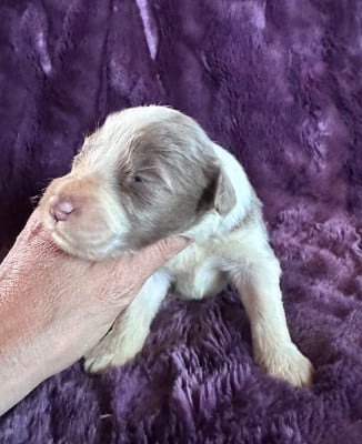 Les chiots de Bearded Collie