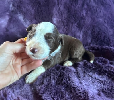 Les chiots de Bearded Collie