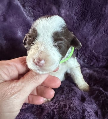 Les chiots de Bearded Collie