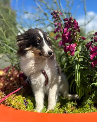 Les chiots de Shetland Sheepdog