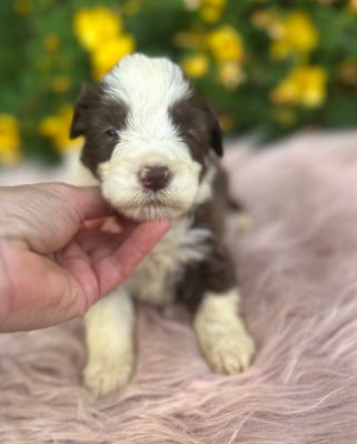 Les chiots de Bearded Collie
