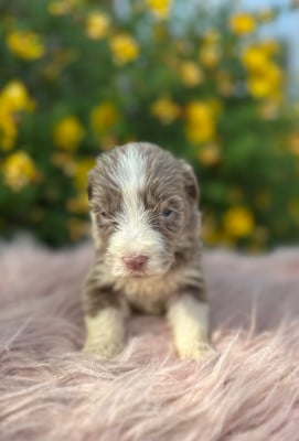 Les chiots de Bearded Collie