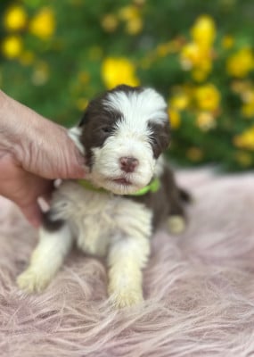 Les chiots de Bearded Collie