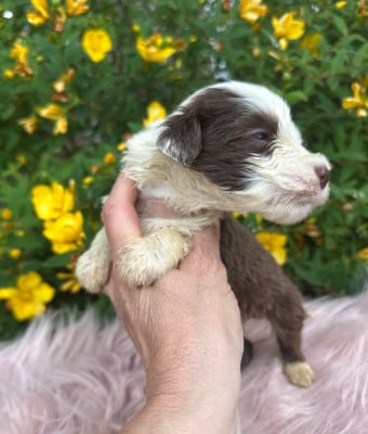 Les chiots de Bearded Collie
