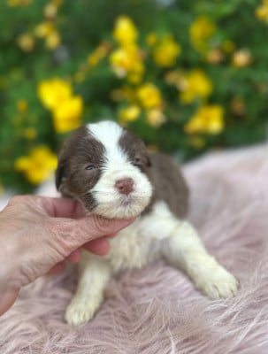 Les chiots de Bearded Collie