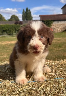 Les chiots de Bearded Collie