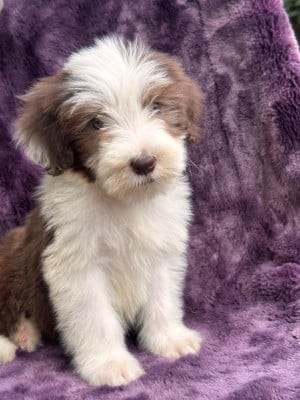 Les chiots de Bearded Collie