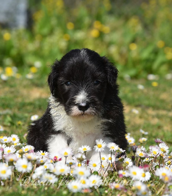 Chiots Bearded Collie