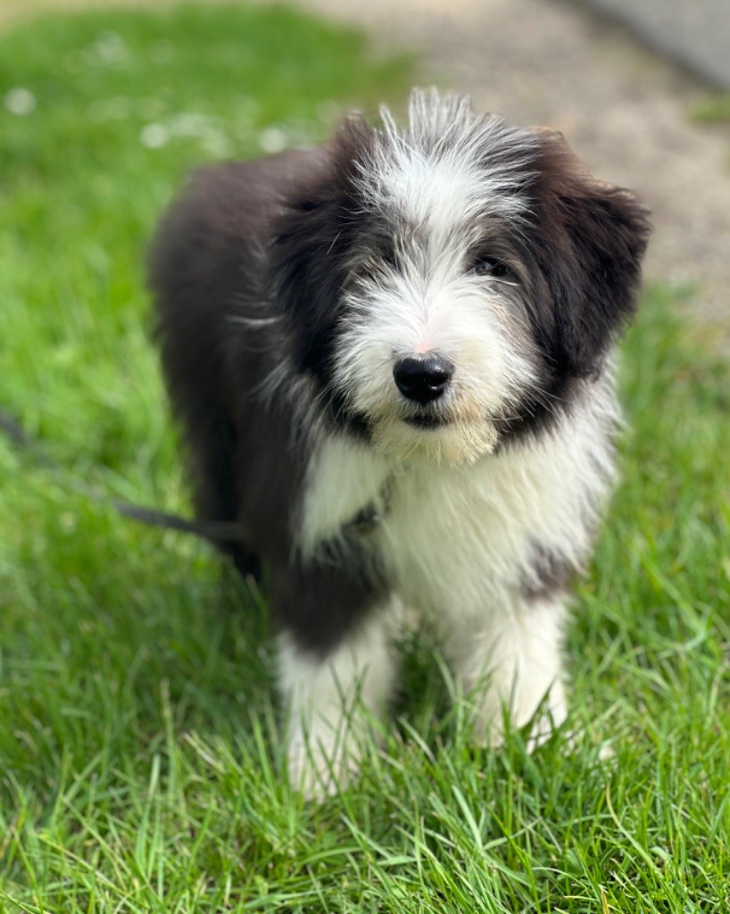Vitalis mâle noir et blanc ( collier bleu )