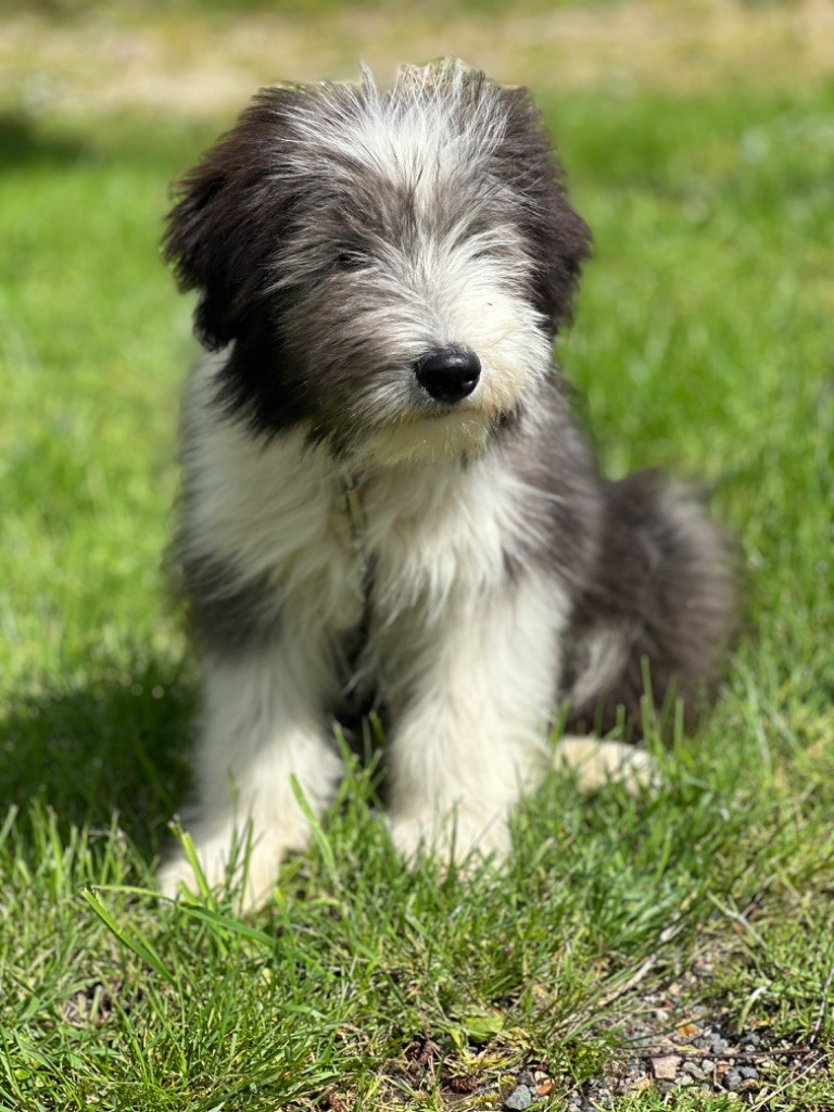 Valjean mâle noir et blanc collier jaune orange