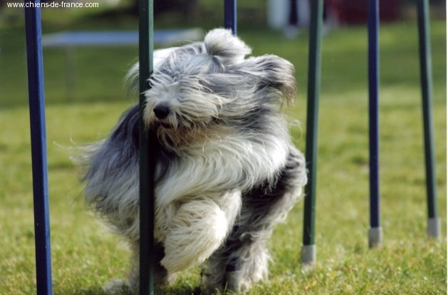 Highflying Missionary man - Brevet d'Agility