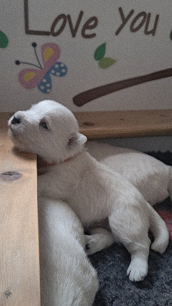 Chiot N°5 - West Highland White Terrier