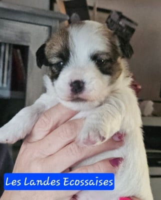 Les chiots de Jack Russell Terrier