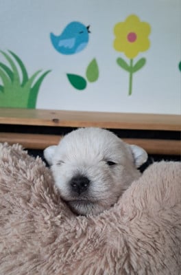 Les chiots de West Highland White Terrier