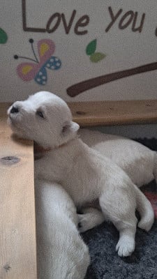Les chiots de West Highland White Terrier
