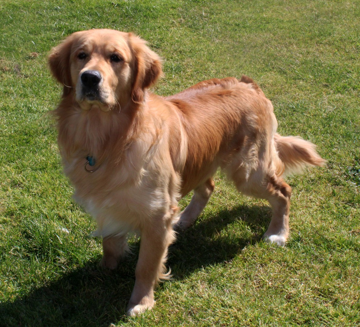 Publication : Du mazage de mascayenne Auteur : MME MAUREL YANNICK