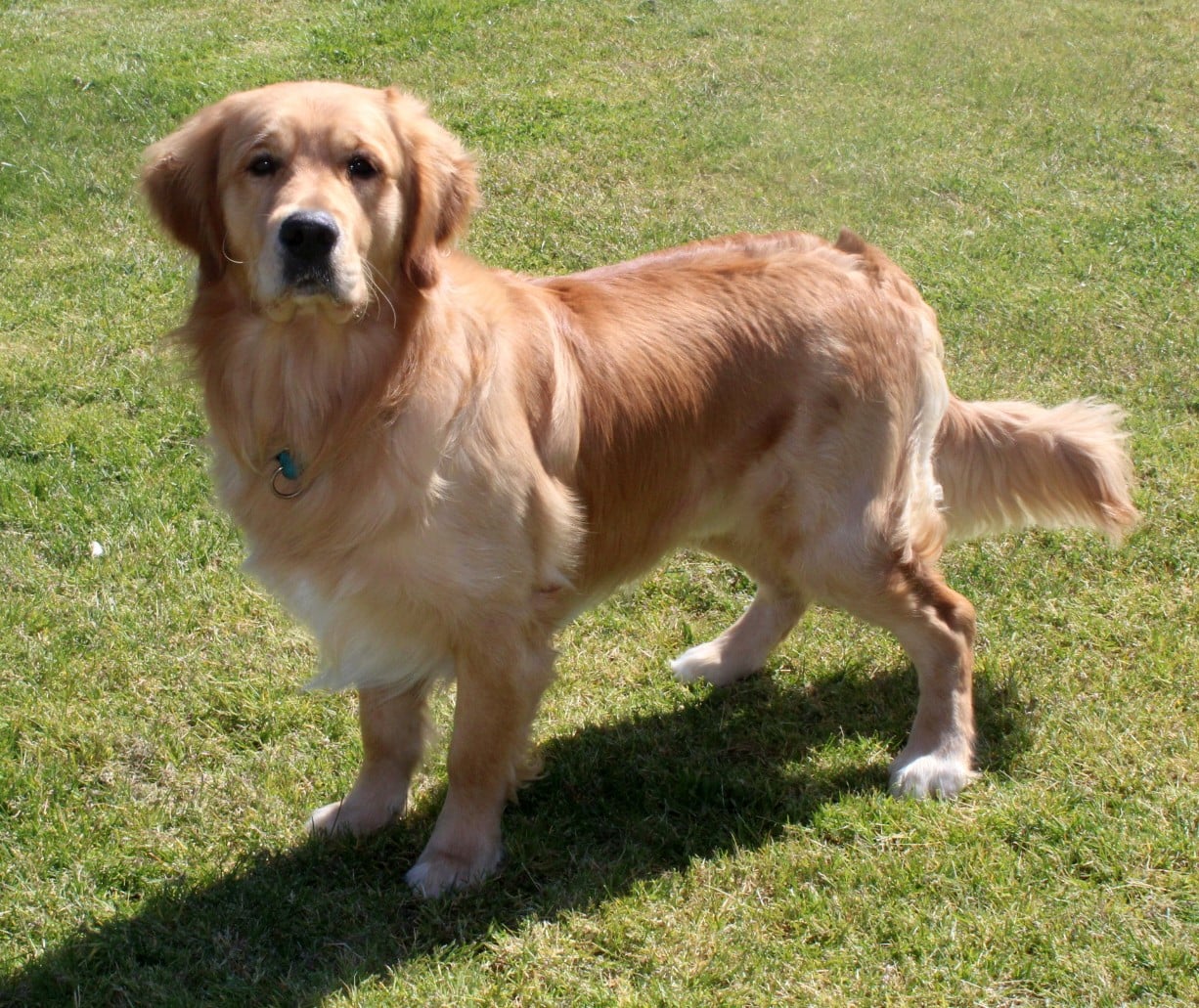 Publication : Du mazage de mascayenne Auteur : MME MAUREL YANNICK