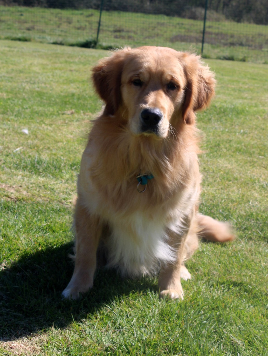 Publication : Du mazage de mascayenne Auteur : MME MAUREL YANNICK