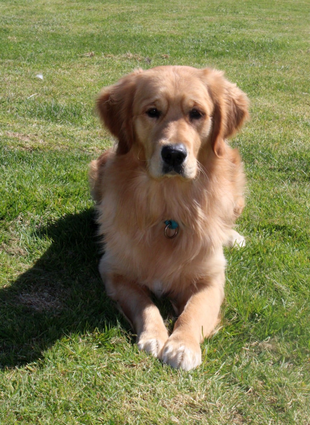 Publication : Du mazage de mascayenne Auteur : MME MAUREL YANNICK