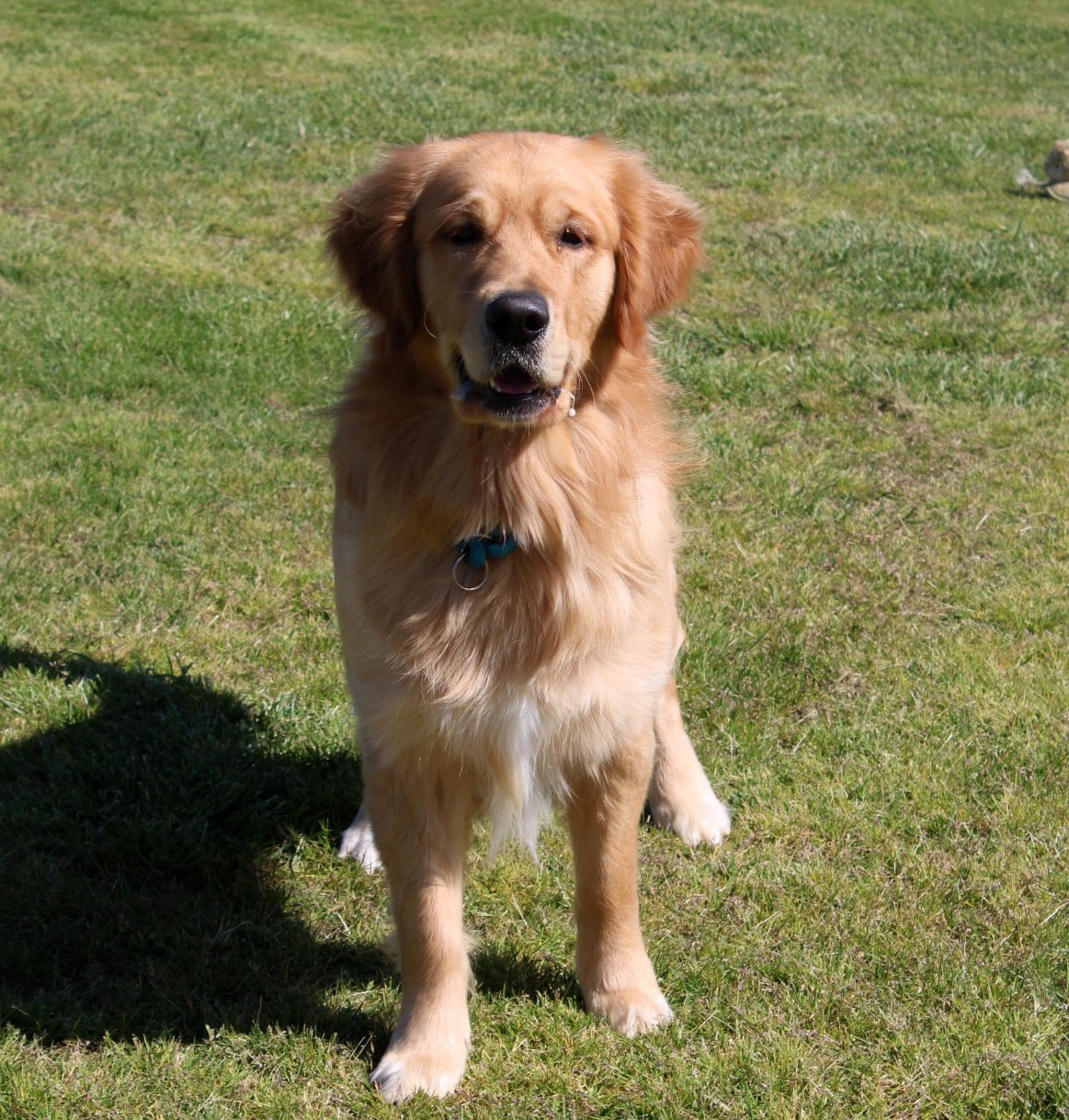 Publication : Du mazage de mascayenne Auteur : MME MAUREL YANNICK