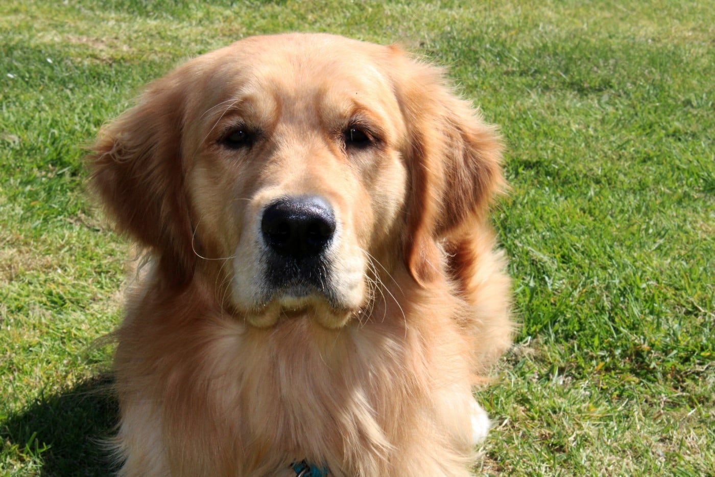 Publication : Du mazage de mascayenne Auteur : MME MAUREL YANNICK