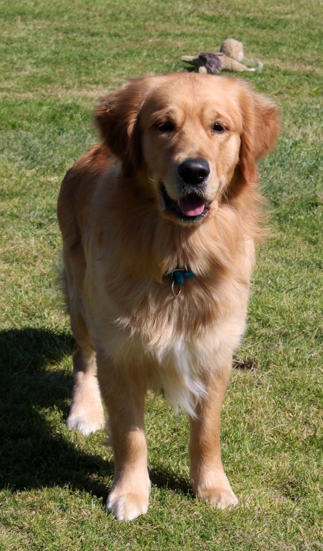 Publication : Du mazage de mascayenne Auteur : MME MAUREL YANNICK