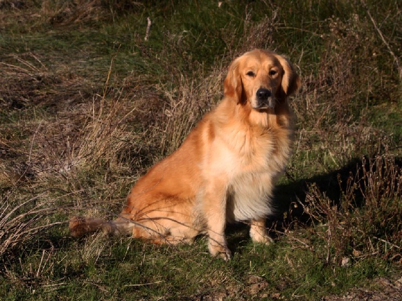 Publication : Du mazage de mascayenne Auteur : Mme Esteve Yannick